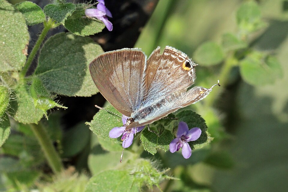 Photo of Forget-me-not