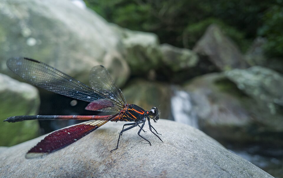 Photo of Formosan damselfly