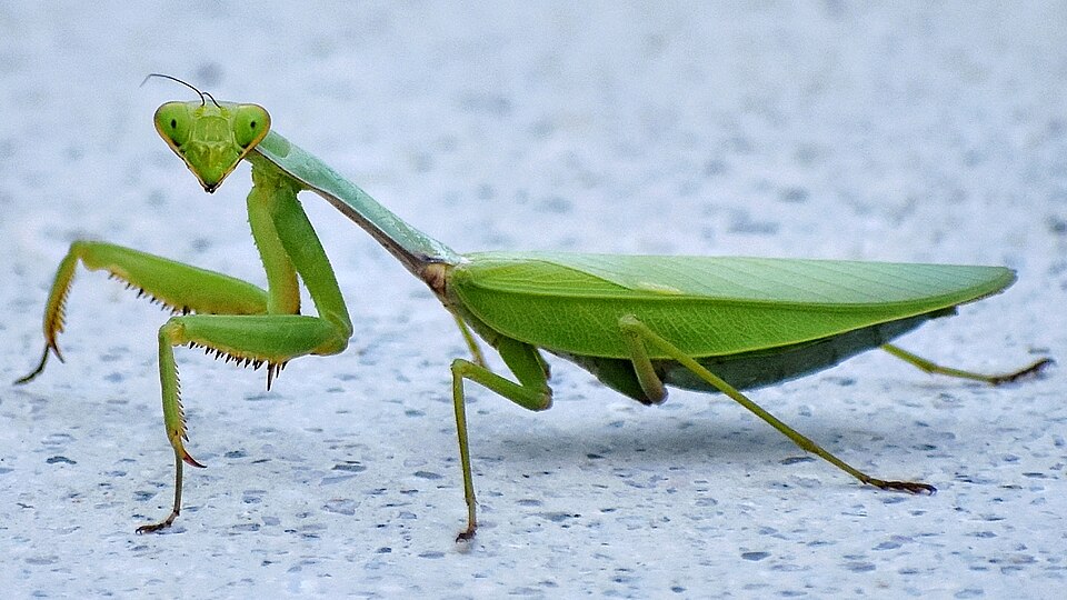 Photo of Formosan giant mantis