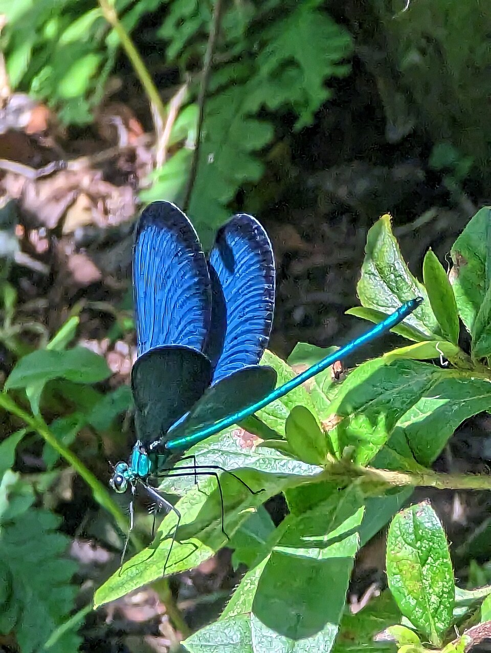Photo of Formosan jewelwing