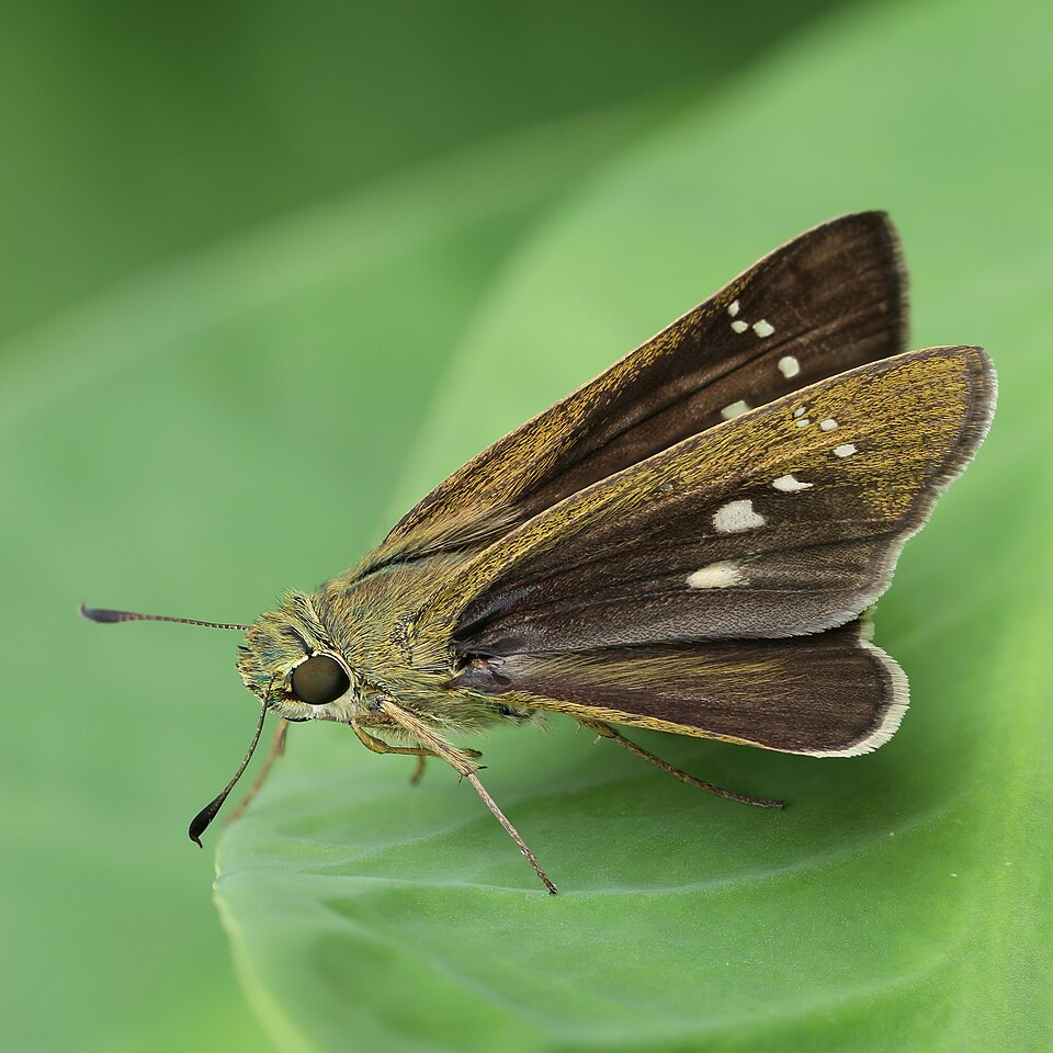 Photo of Formosan swift