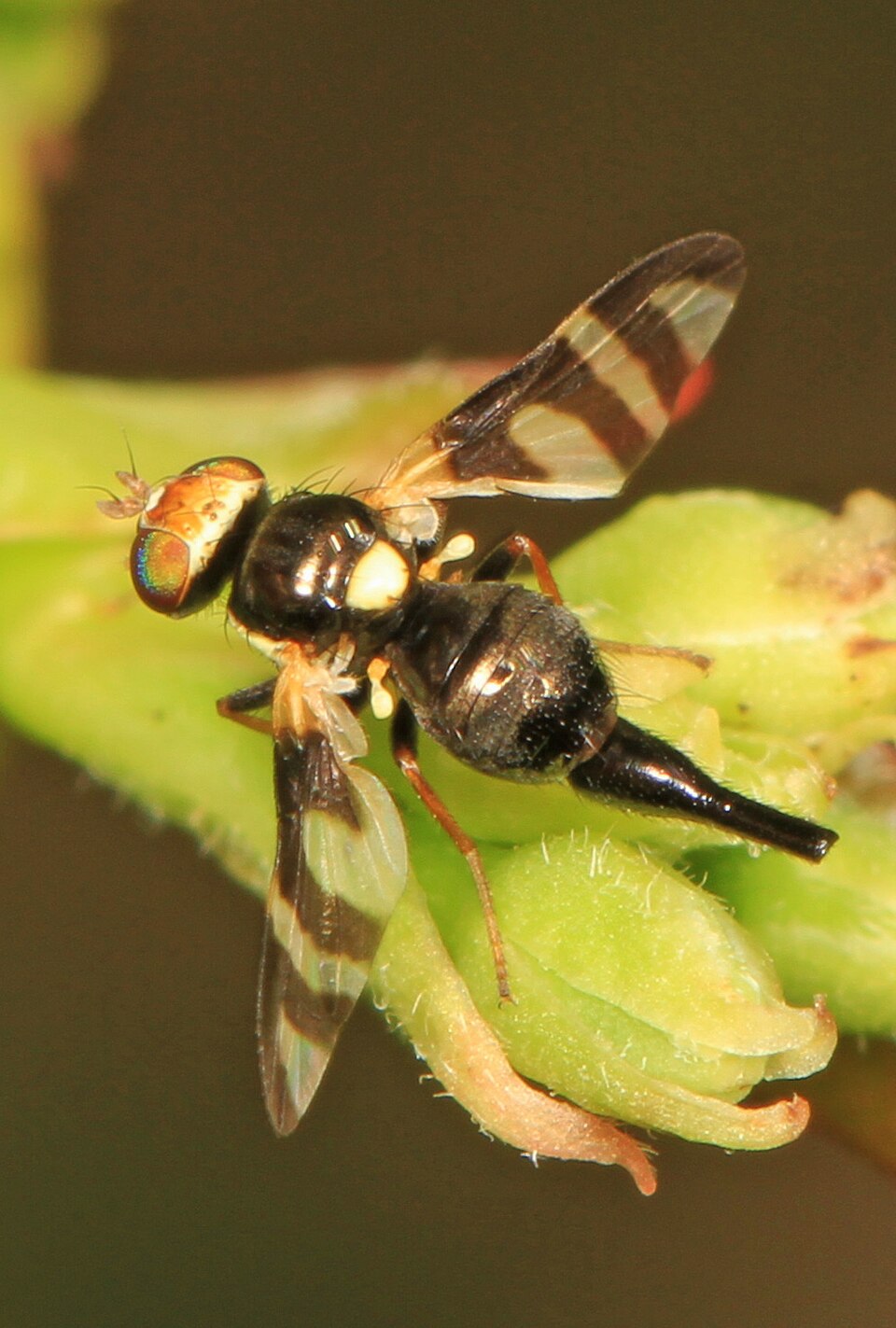 Photo of Four-barred knapweed gall fly