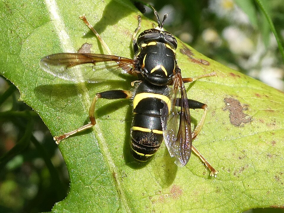 Photo of Four-lined hornet fly