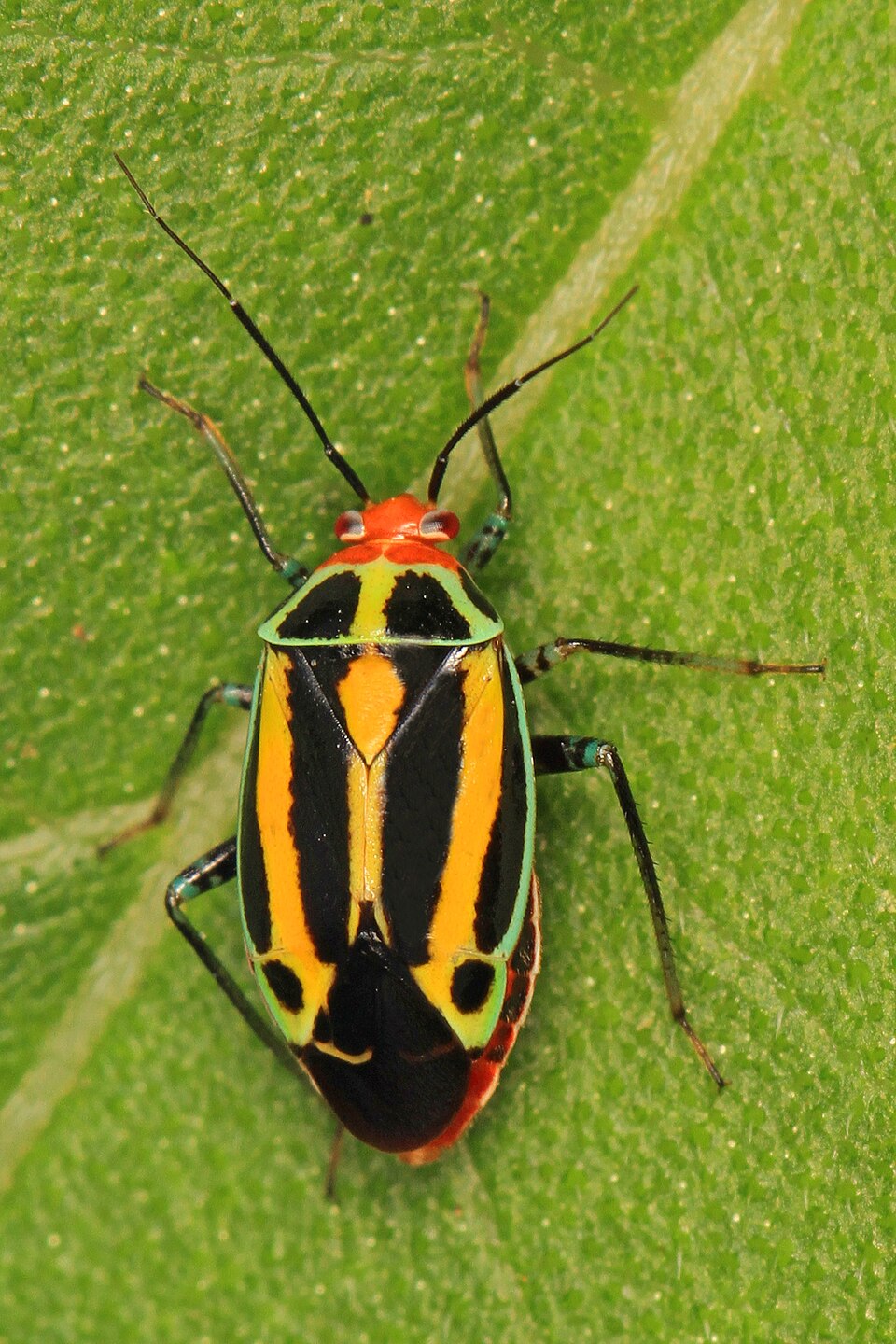 Photo of Four-lined plant bug