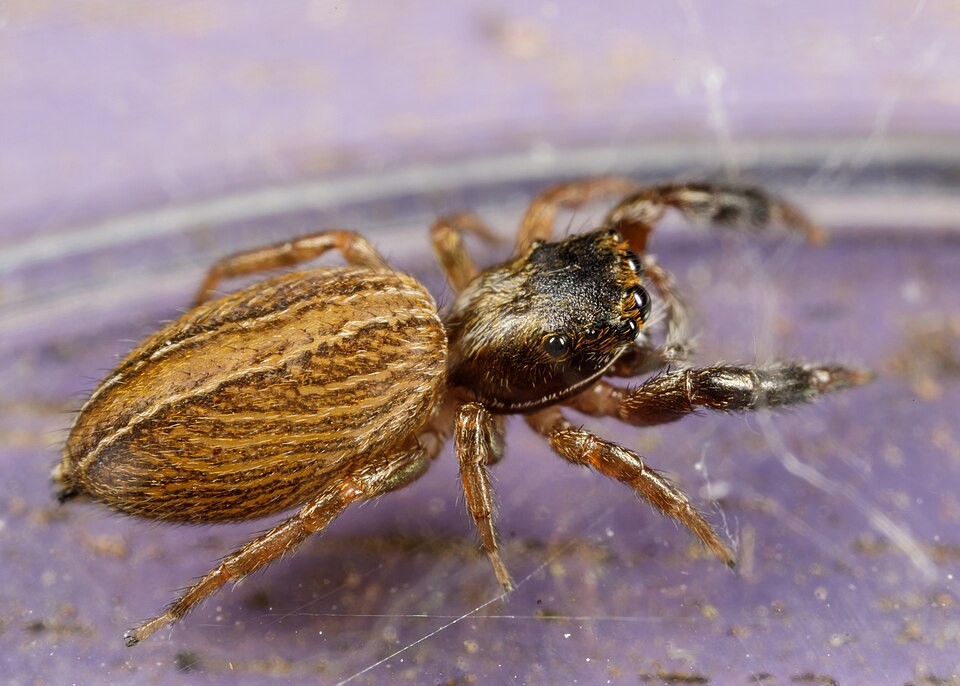 Photo of Four-lined slender jumping spider