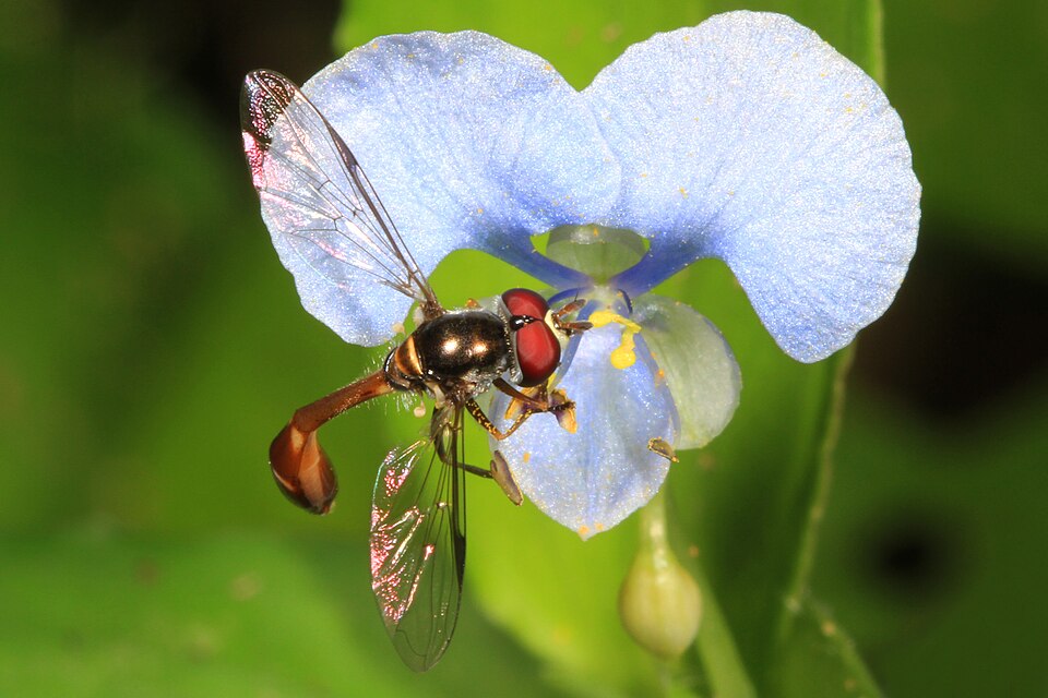 Photo of Four-speckled hover fly