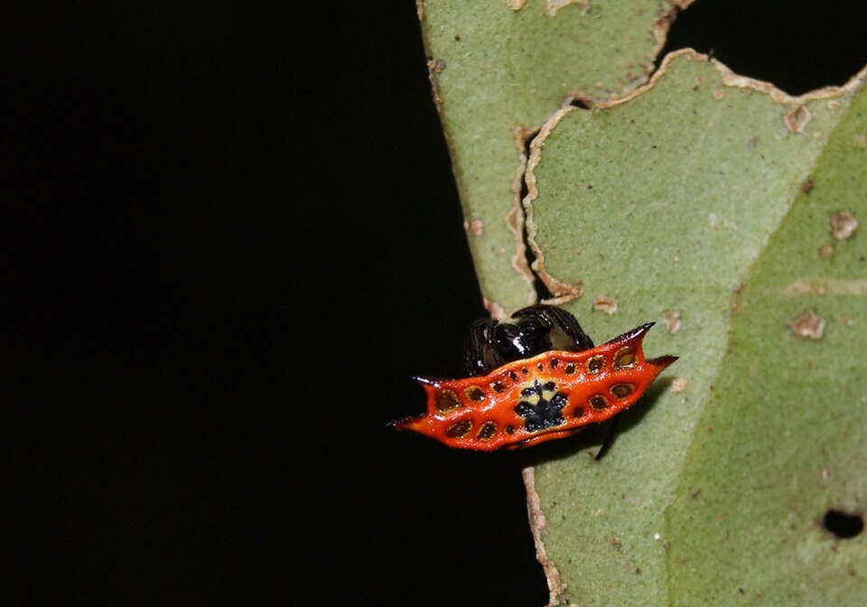 Photo of Four-spined spiny orbweaver