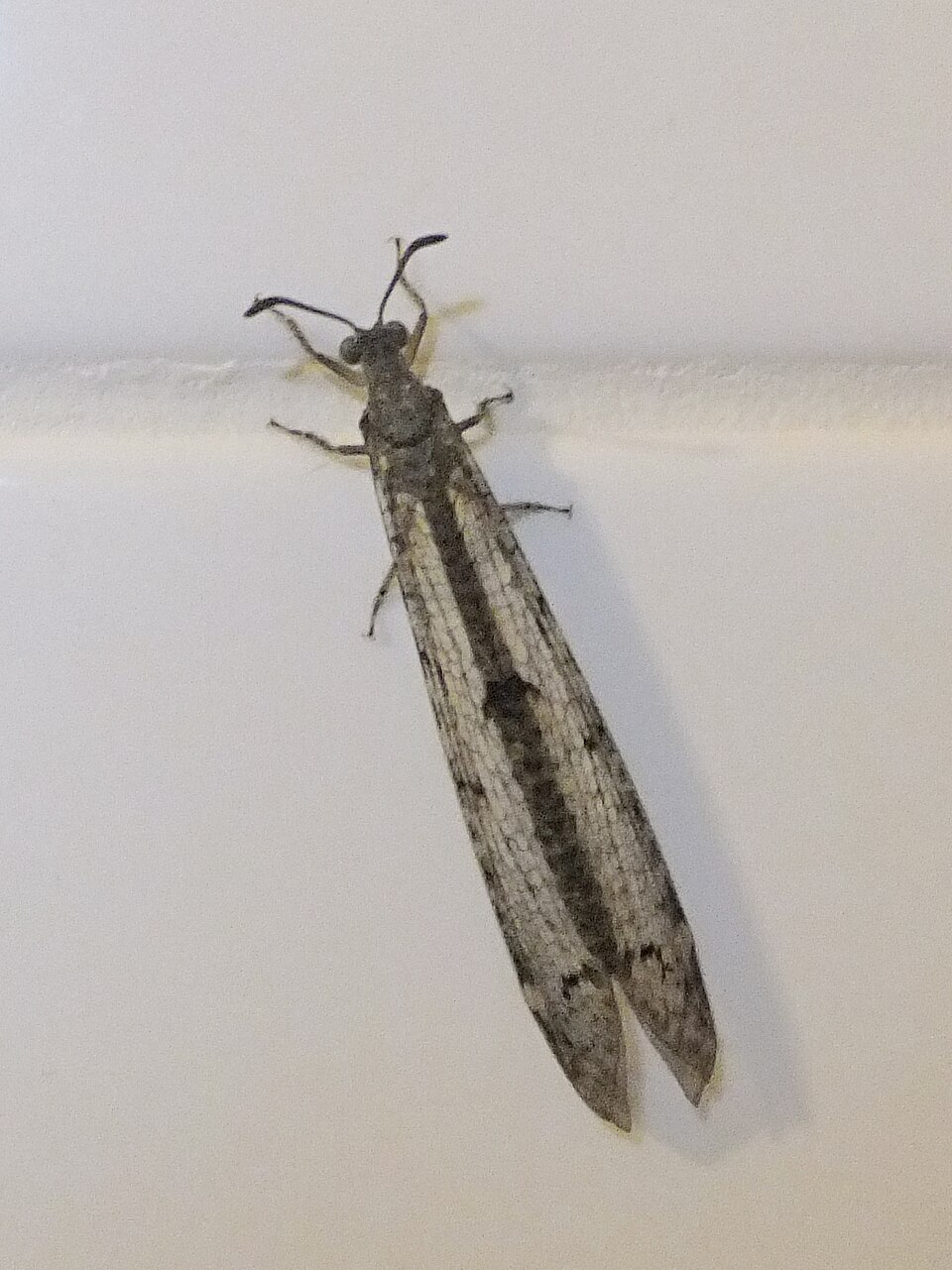 Photo of Four-spotted antlion