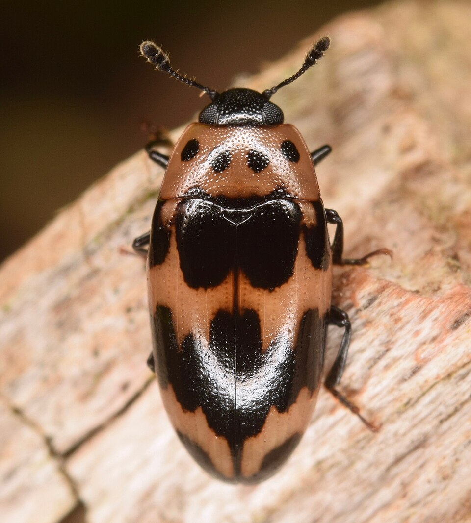 Photo of Four-spotted fungus beetle