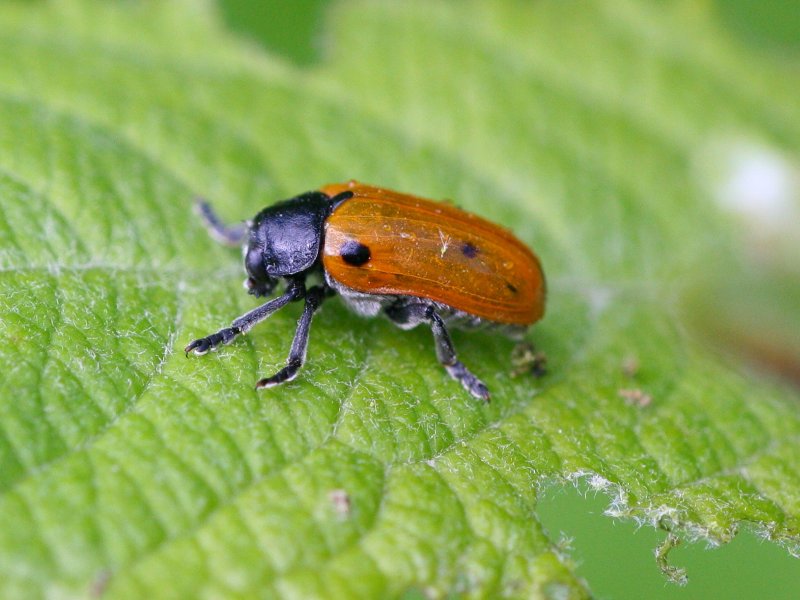 Photo of Four spotted leaf beetle