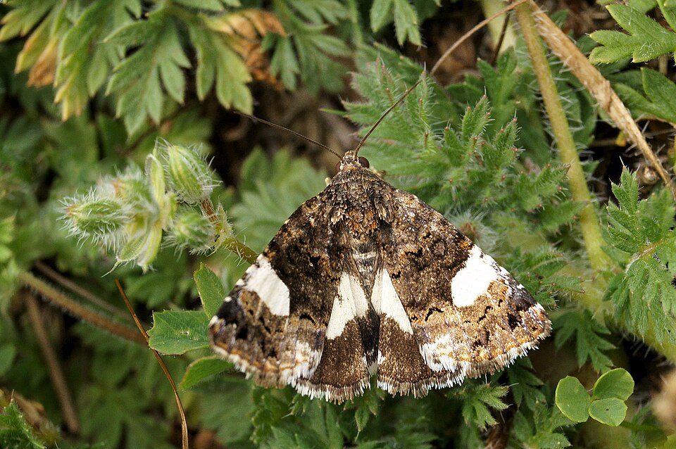 Photo of Four-spotted moth