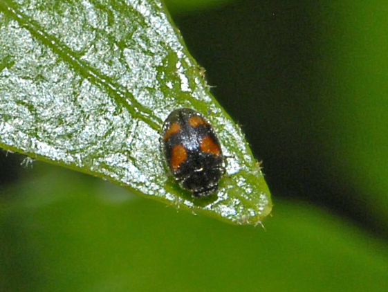 Photo of Four-spotted nephus