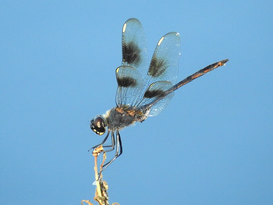 Photo of Four-spotted pennant