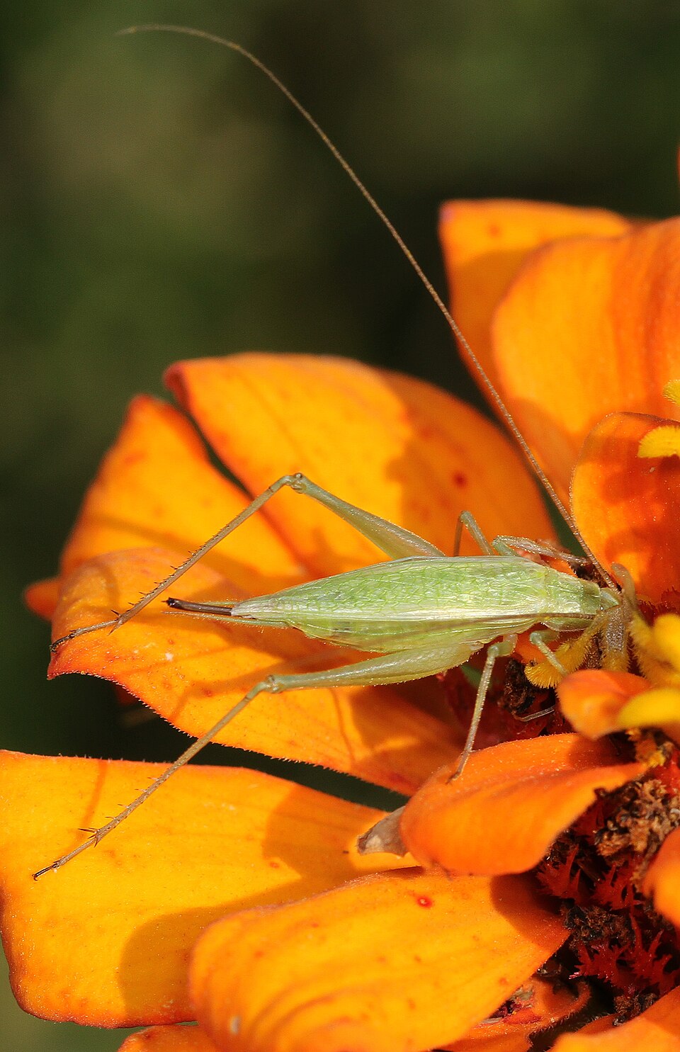 Photo of Four-spotted tree cricket
