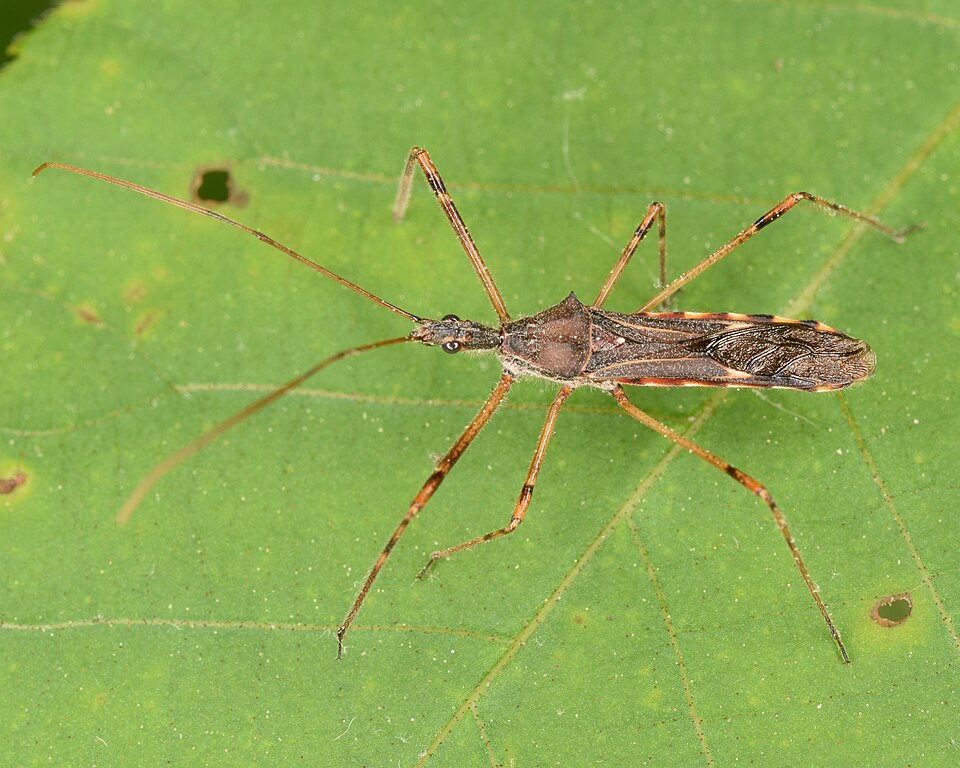 Photo of Four-spurred assassin bug