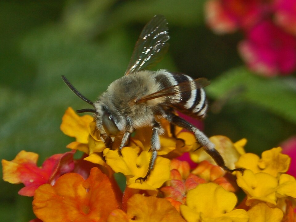 Photo of Four-striped digger bee
