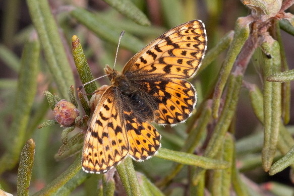 Photo of Freija fritillary