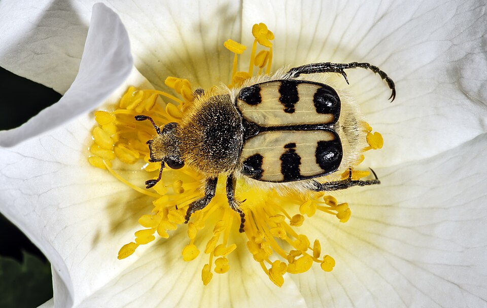 Photo of French flower chafer