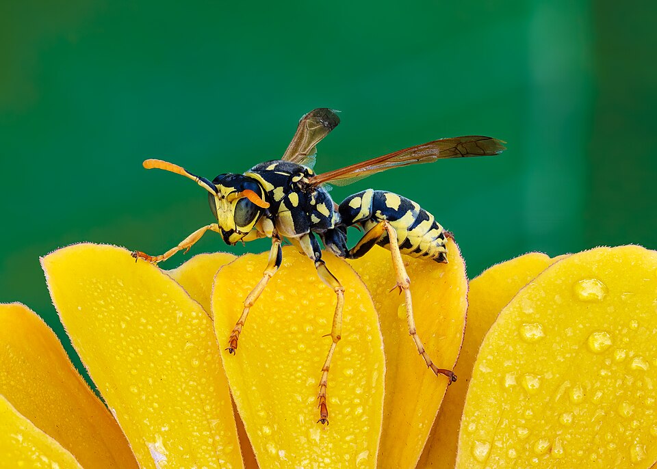 Photo of French paper wasp