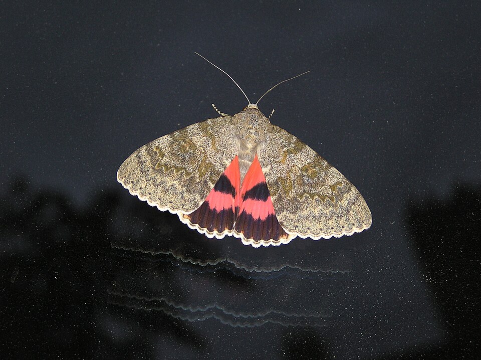 Photo of French red underwing