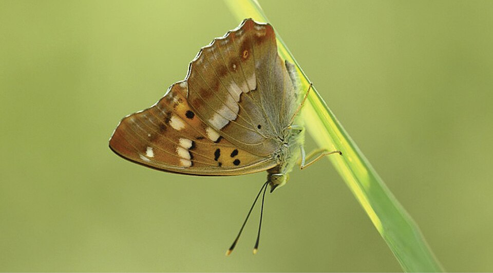 Photo of Freyer's purple emperor