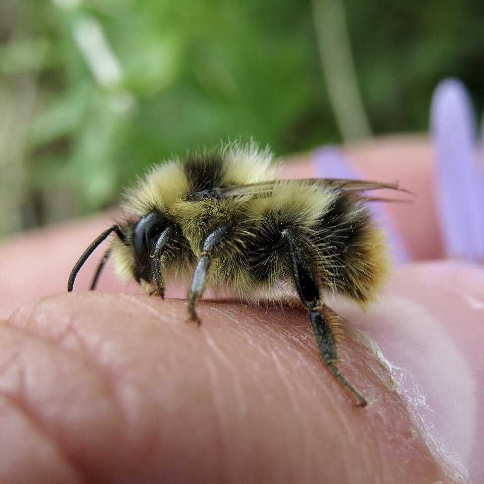 Photo of Frigid bumble bee