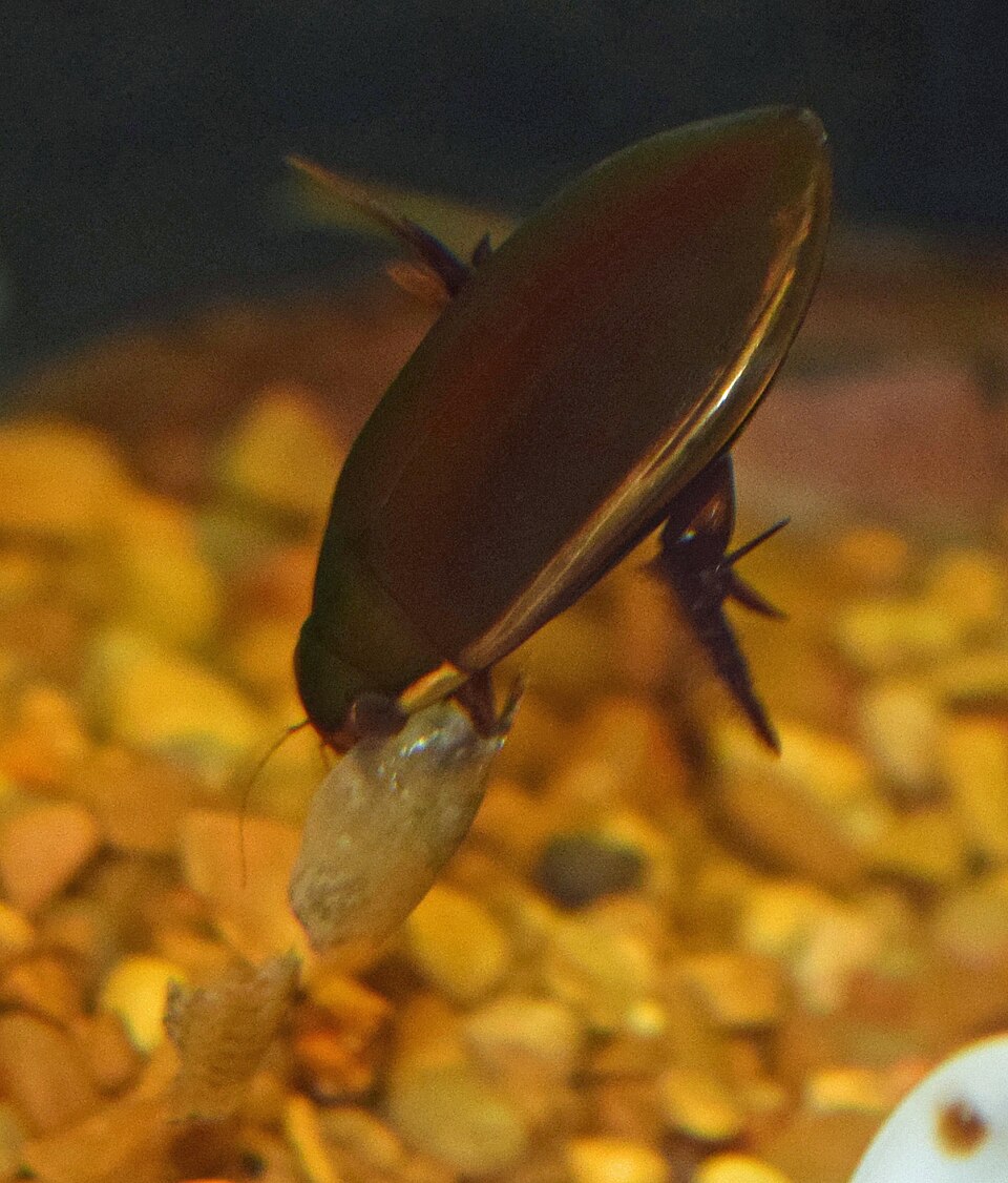 Photo of Fringed diving beetle