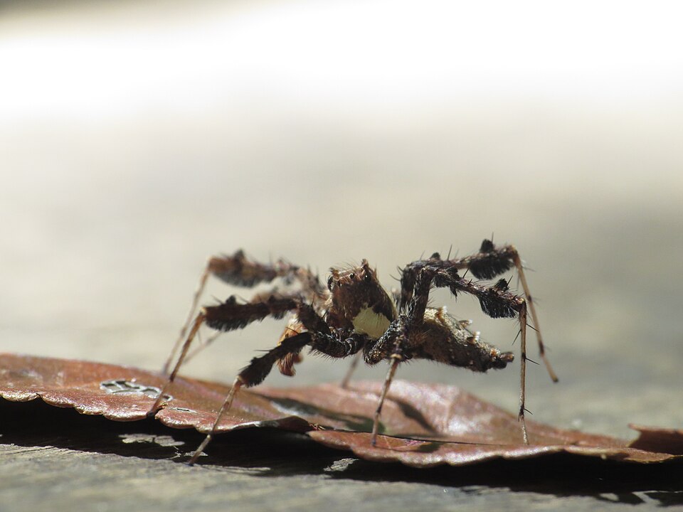 Photo of Fringed jumping spider