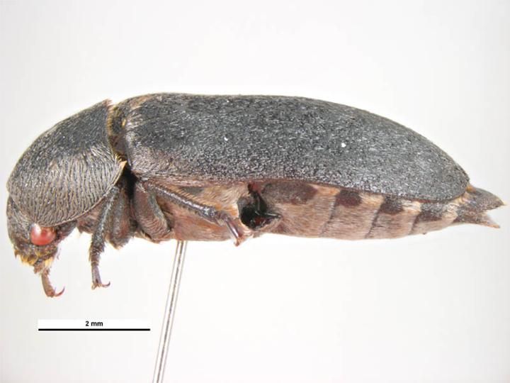 Photo of Fringed larder beetle