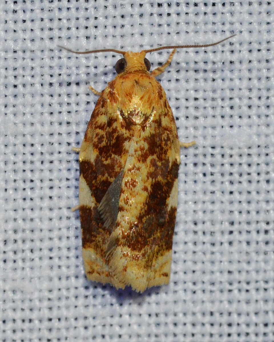 Photo of Fruit-tree leafroller moth
