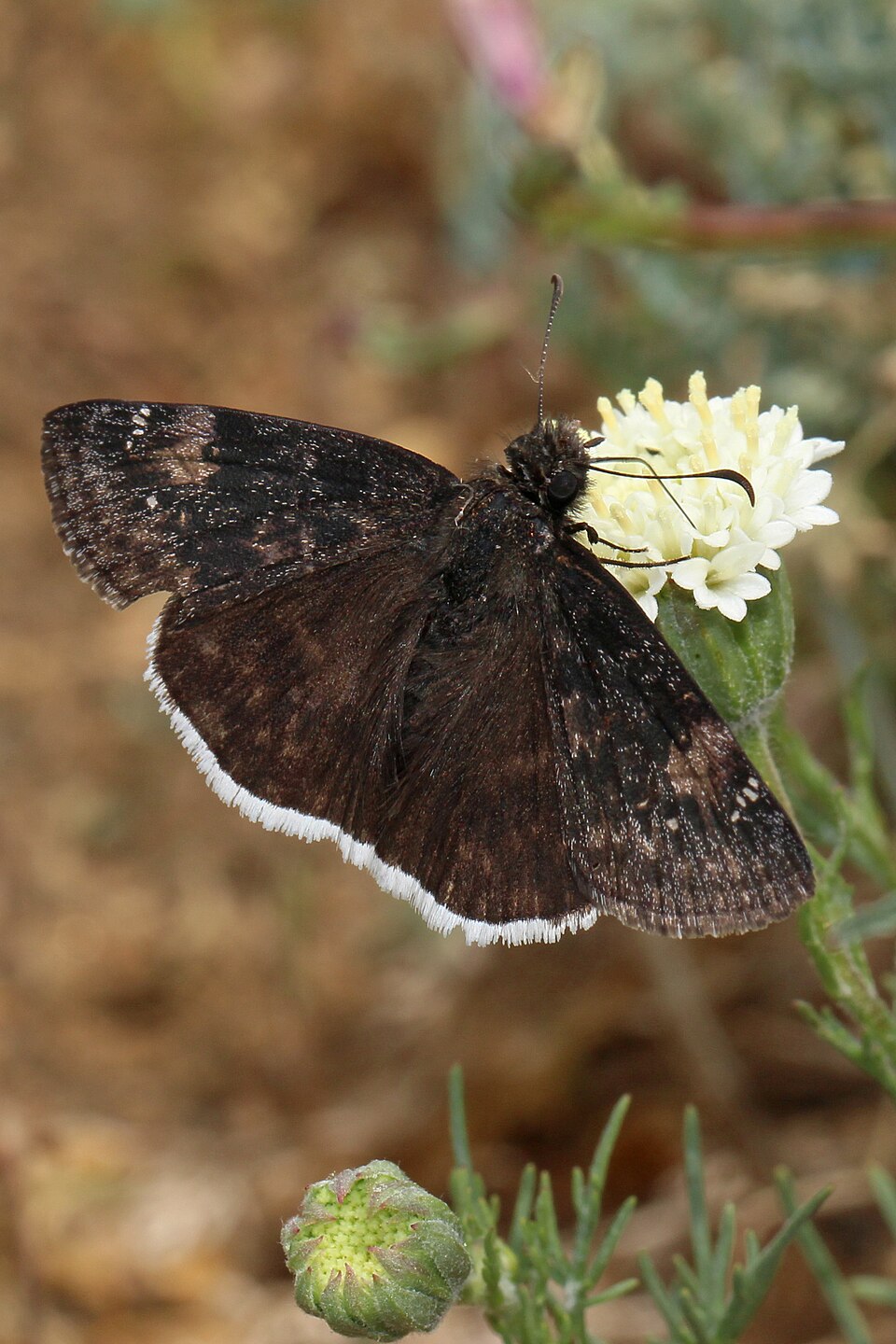 Photo of Funereal duskywing