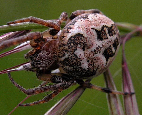Photo of Furrow spider