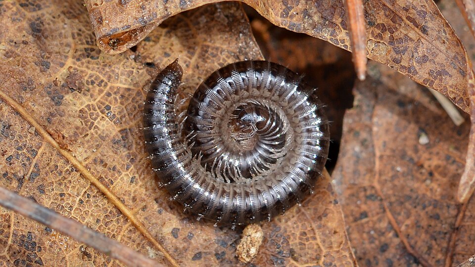 Photo of Furry snake millipede