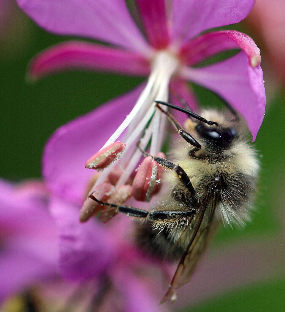 Photo of Fuzzy-horned bumble bee
