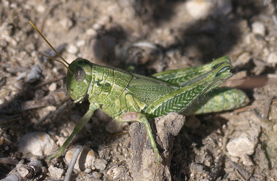 Photo of Fuzzy olive-green grasshopper