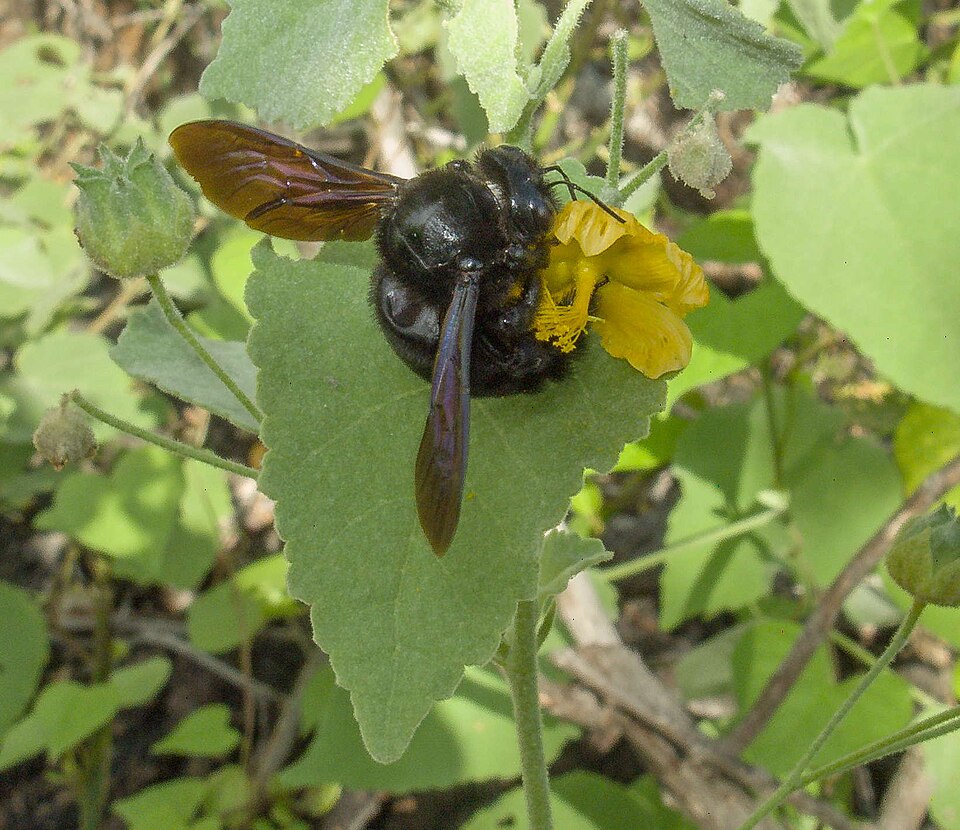 Photo of Galápagos carpenter bee
