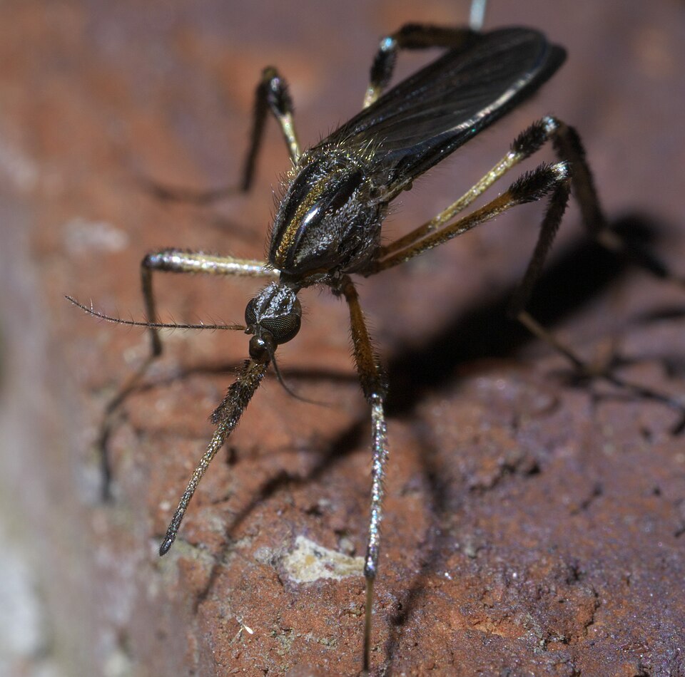 Photo of Gallinipper
