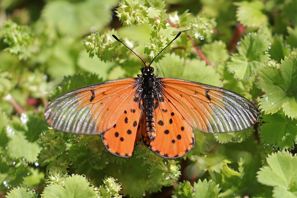 Photo of Garden acraea
