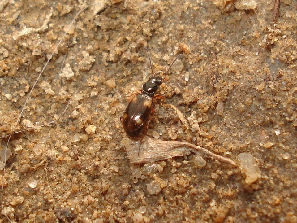 Photo of Garden bembidion beetle
