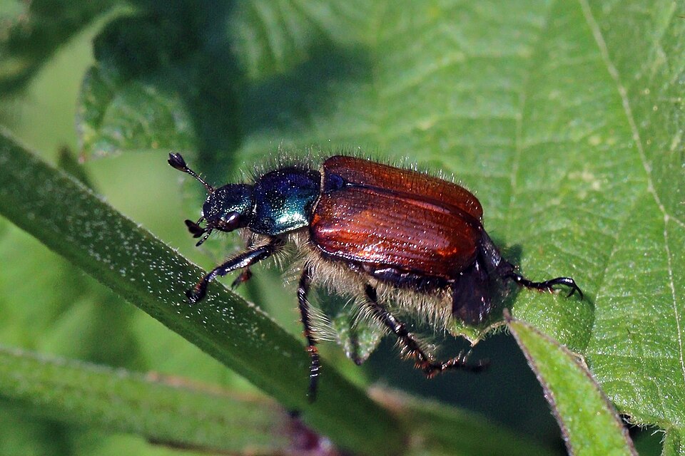Photo of Garden chafer