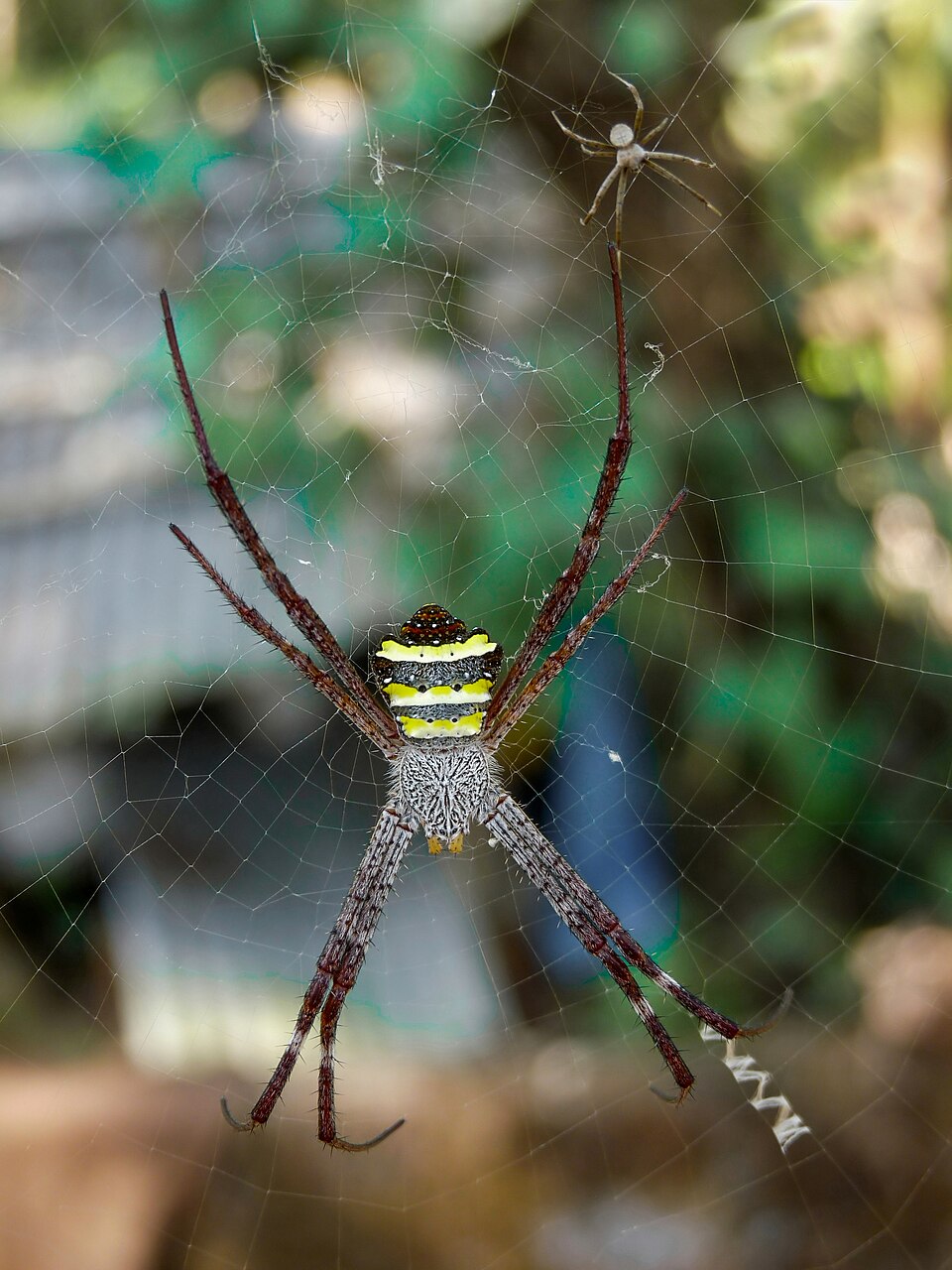 Photo of Garden cross spider