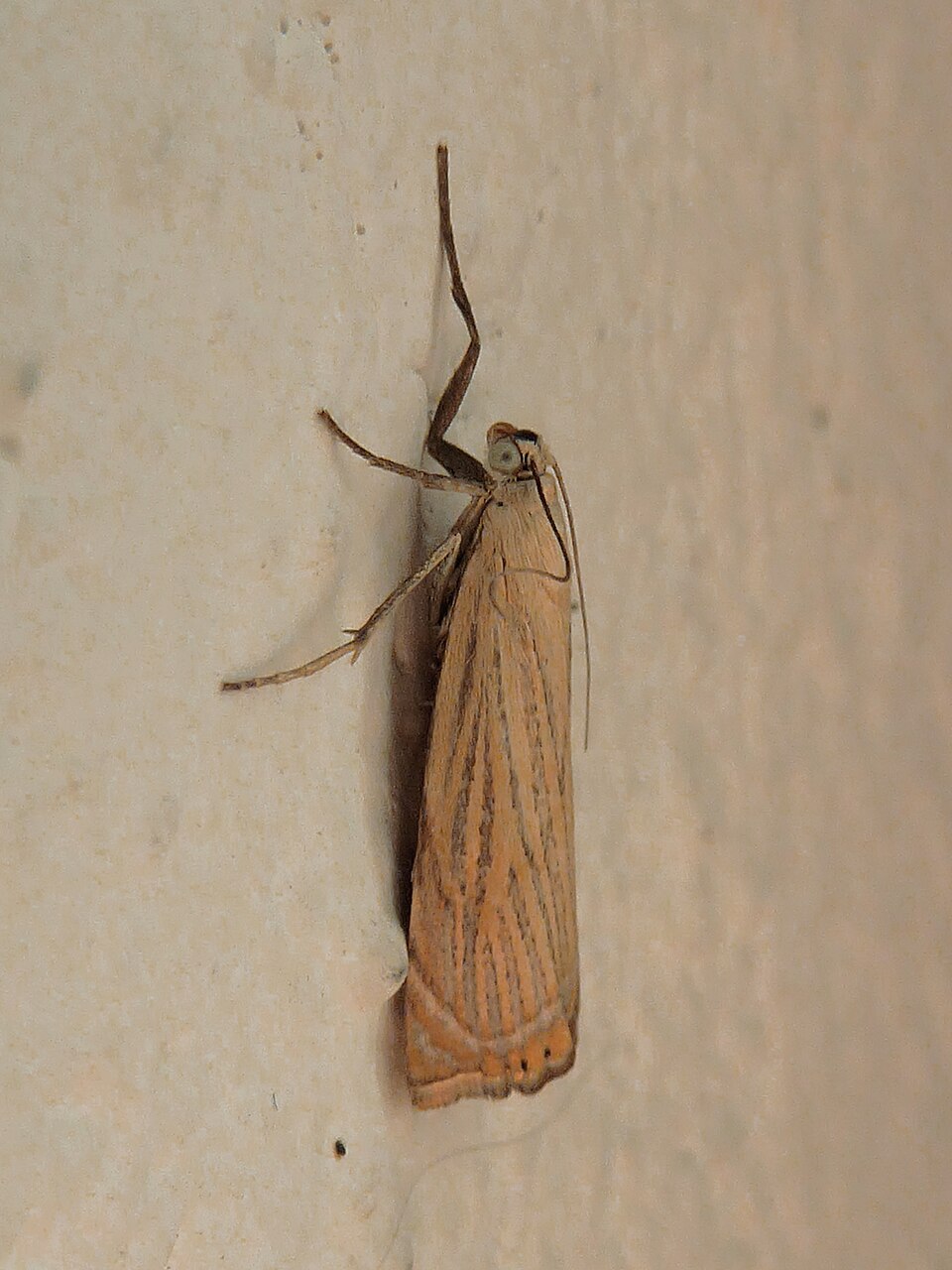 Photo of Garden grass-veneer