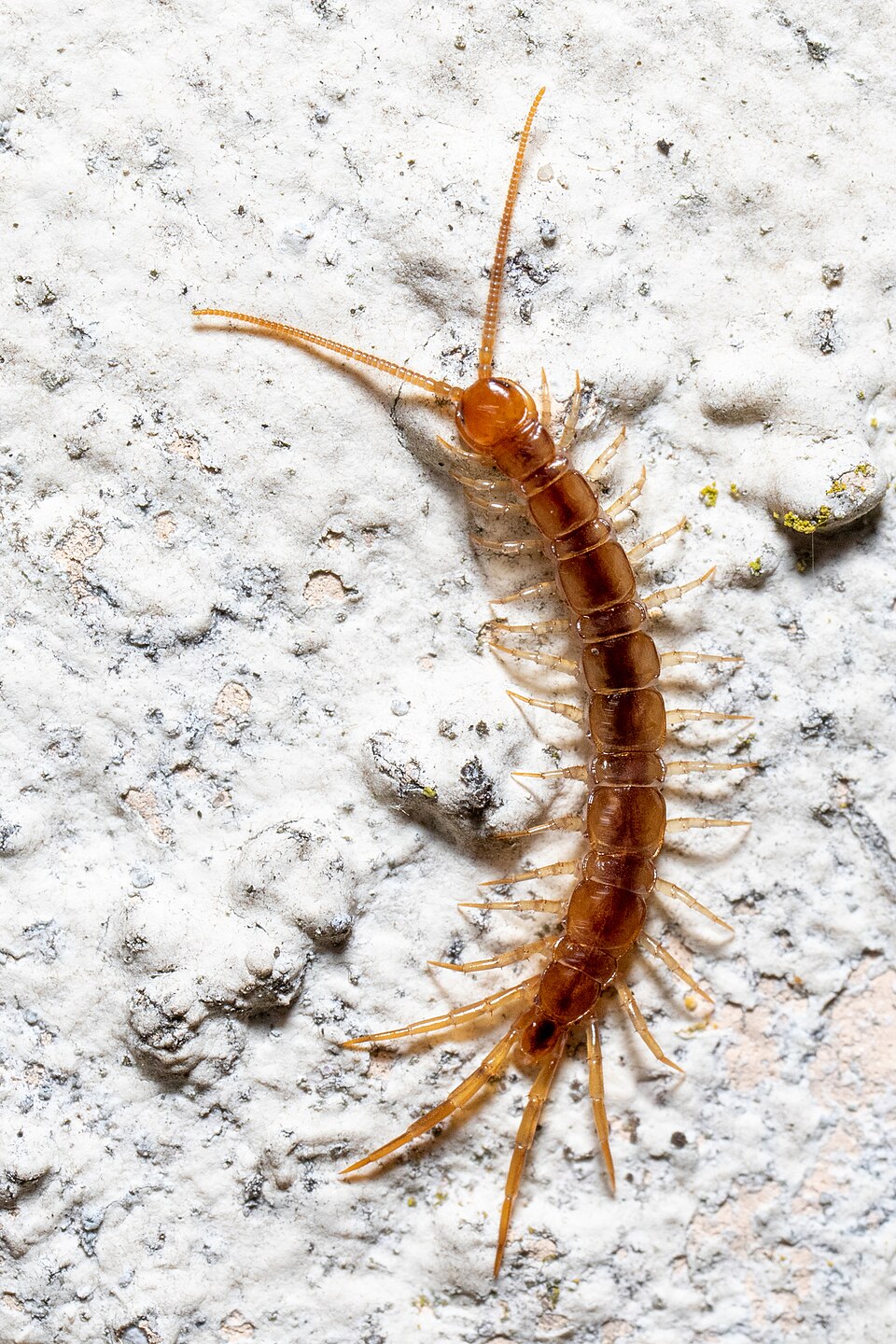 Photo of Garden lithobius