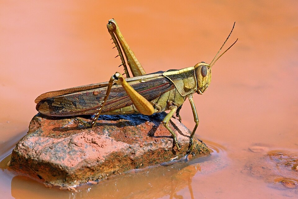 Photo of Garden locust
