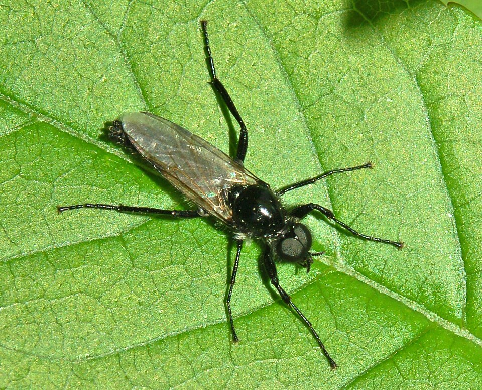 Photo of Garden march fly