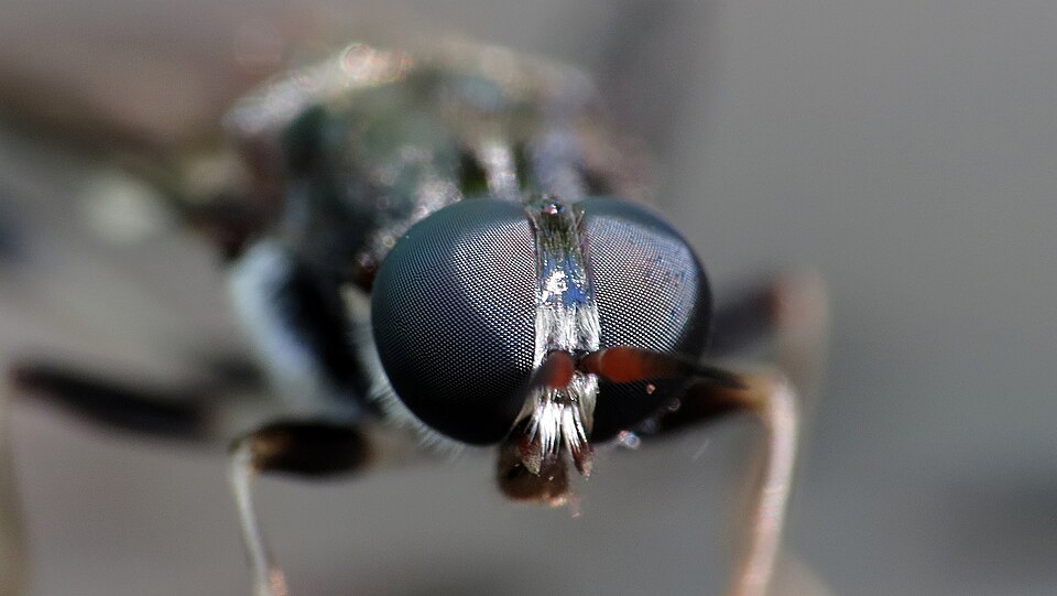 Photo of Garden soldier fly
