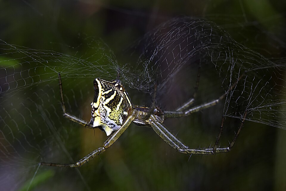 Photo of Garden tent-web spider