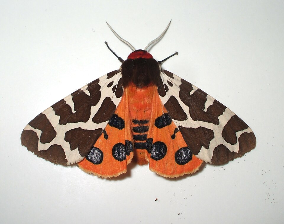 Photo of Garden tiger moth