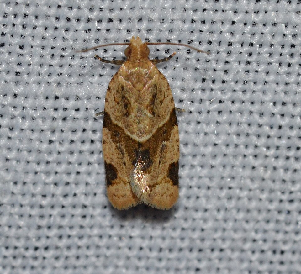 Photo of Garden tortrix