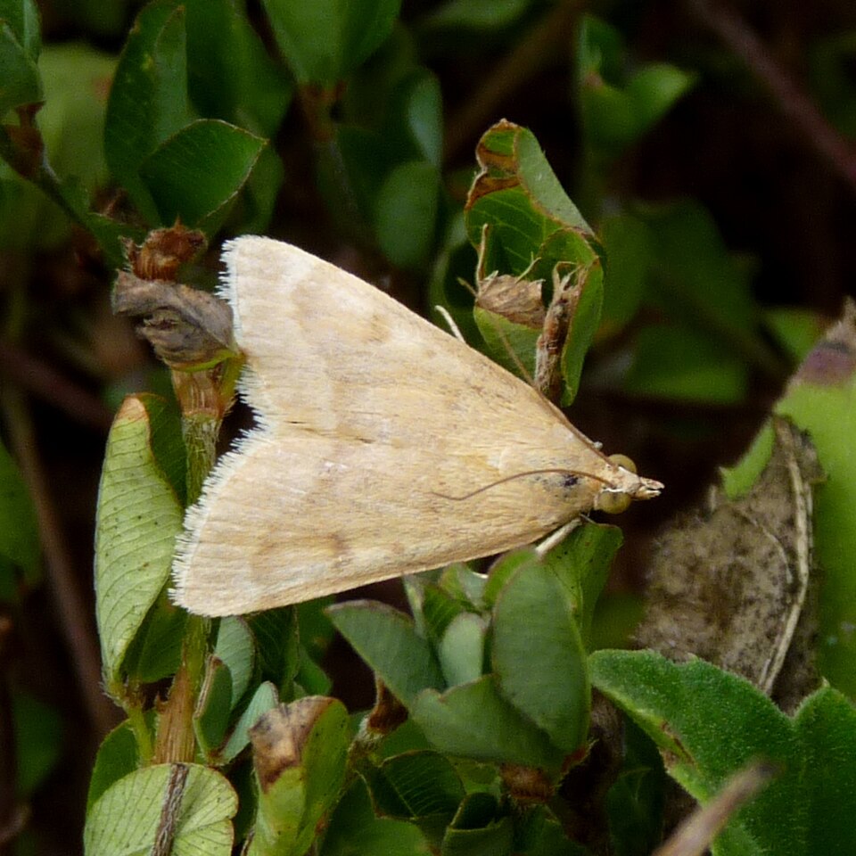 Photo of Garden webworm moth